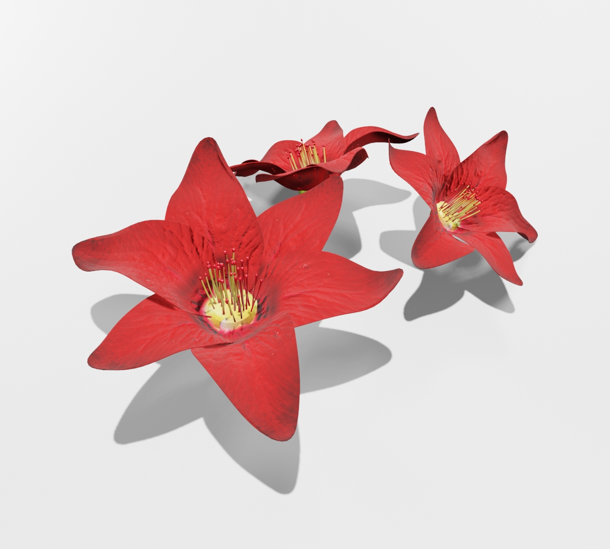 Flores