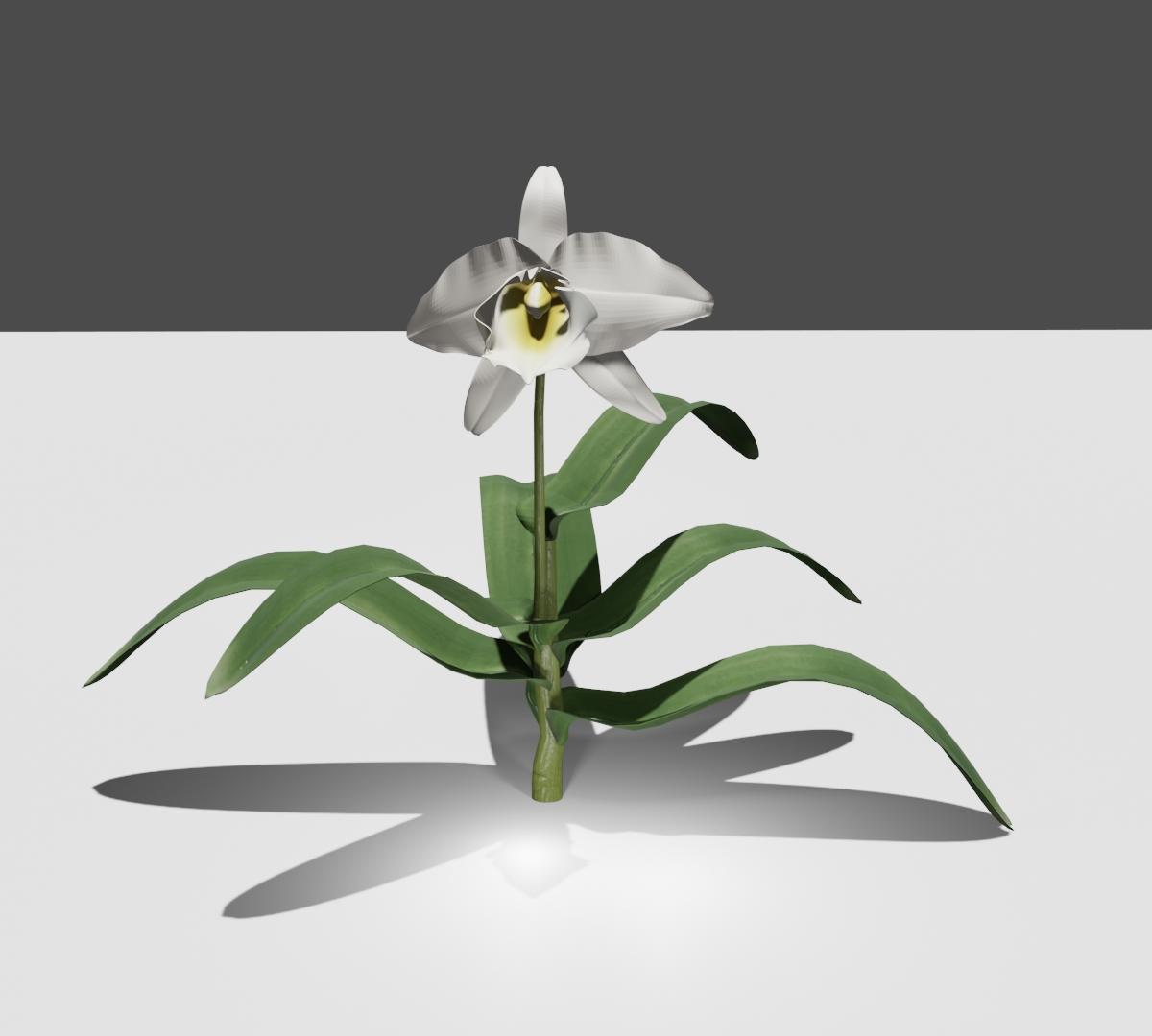Plantas vivas